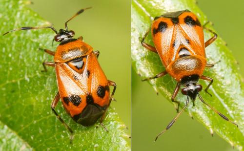 Deraeocoris punctum